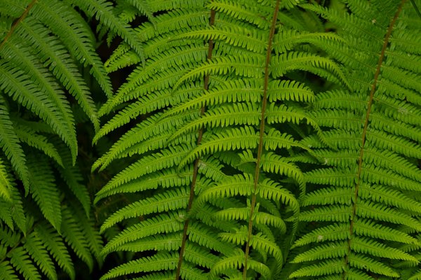 Exploration des Techniques de Cyanotype : Un Voyage au Cœur de l"Art Moderne